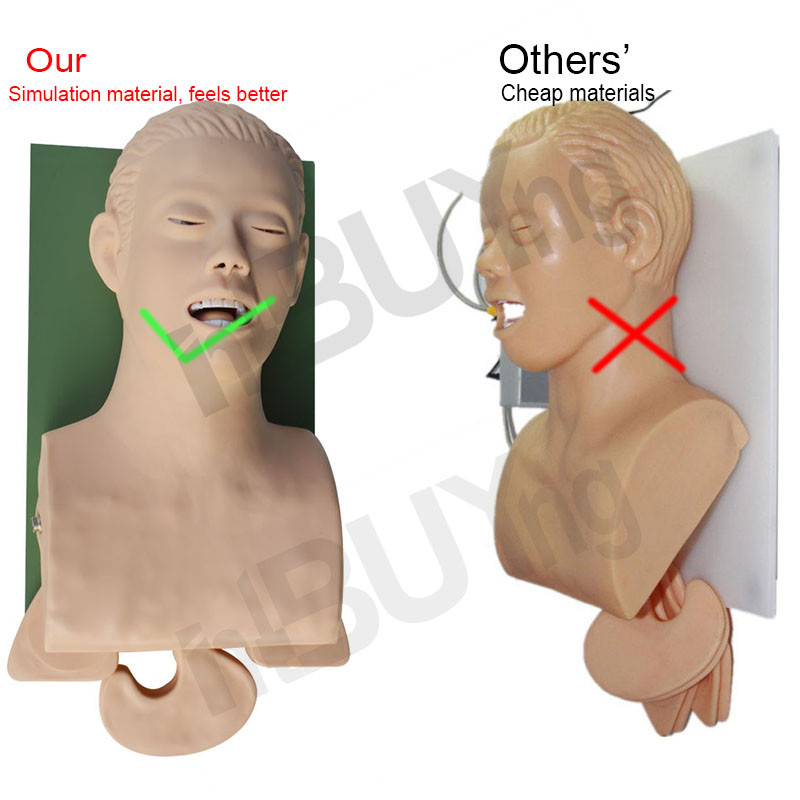 Teaching Model Airway Management Trainer Intubation Manikin Study for Training